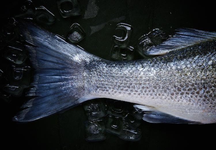 Peixe do rio Doce: riscos do consumo